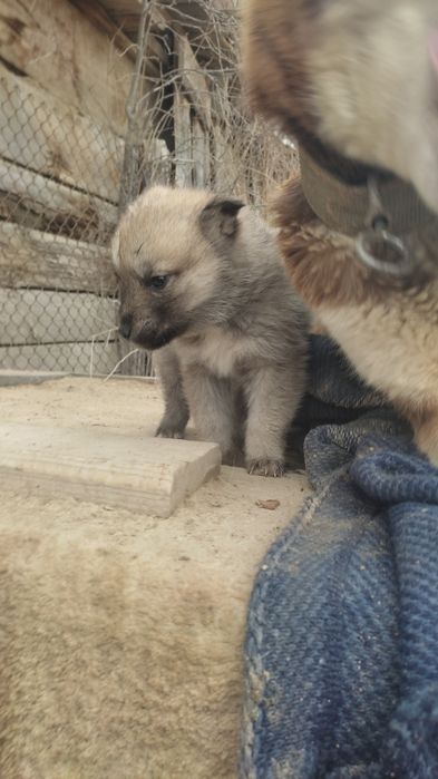 Щенята хаски девочки