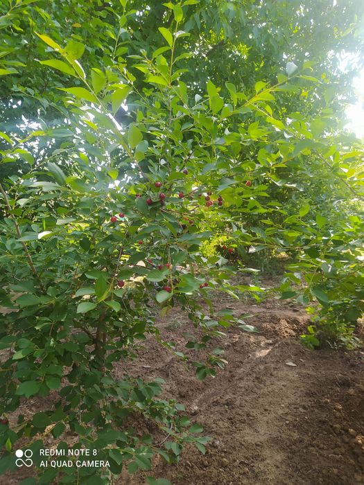 Продается Дача в район Навбохор!!!