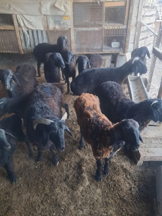 Еркек мал сатылады