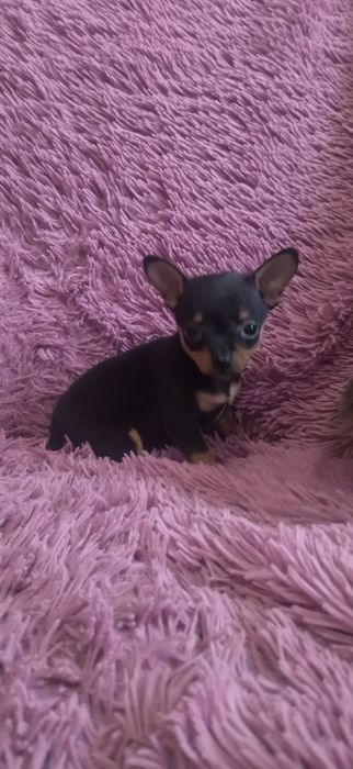 Продам той терьера мини