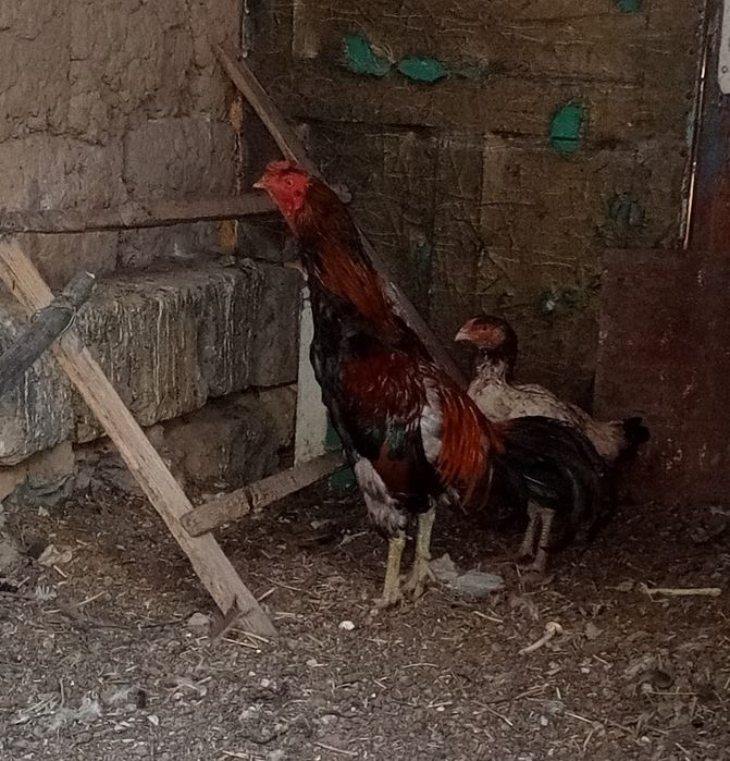 Дәкен дәкен дәкен