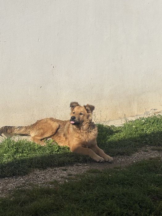 Rocky isi cauta casuta !