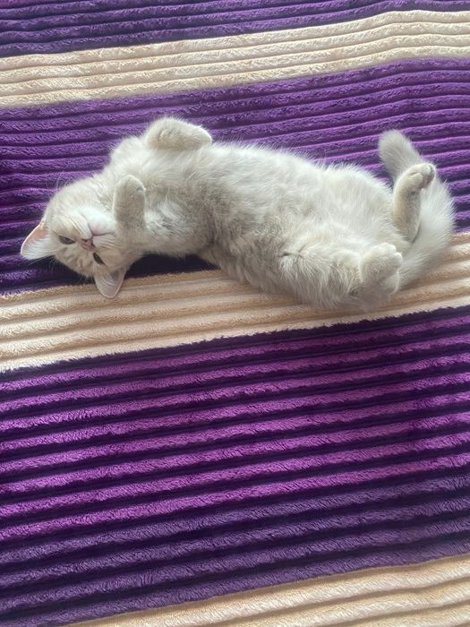 Отдадим кошку в добрые руки