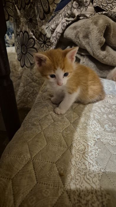 Подарявам  шепичка любов-5 малки, сладки котенца