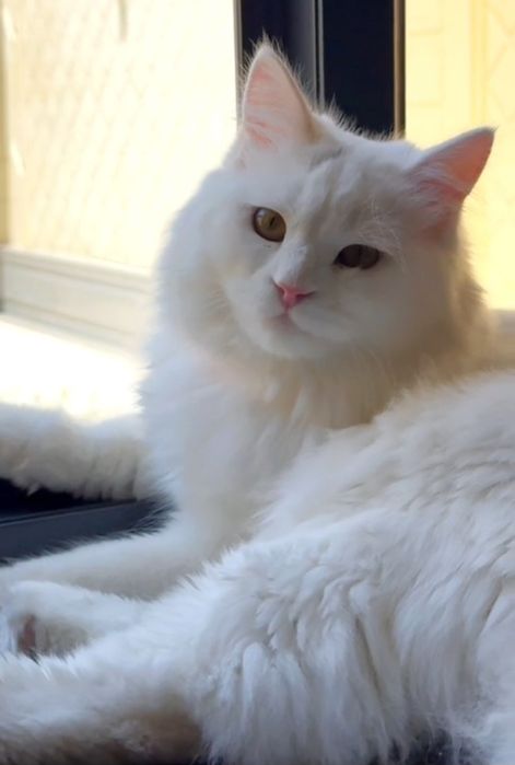 Сибирская Siberian продаётся