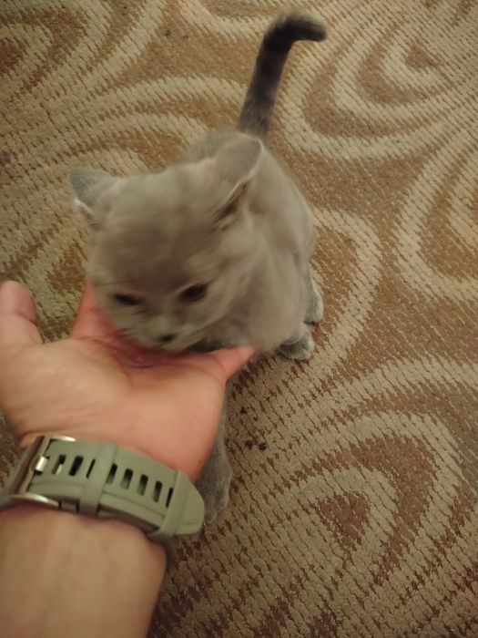 Британско мъжко коте