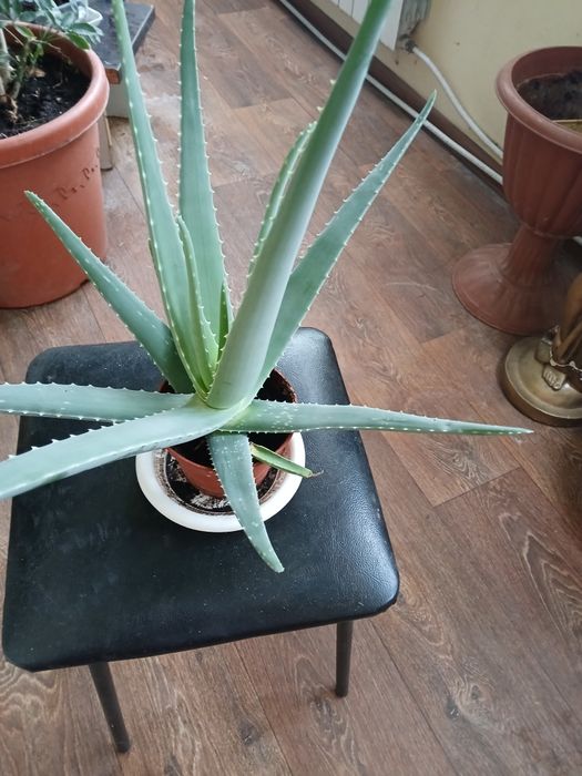Продам Алоэ Вера