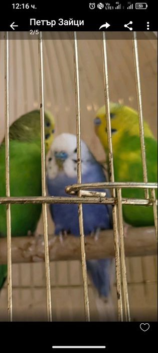 Вълнисти папагалчета