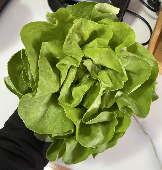 Salata verde touareg