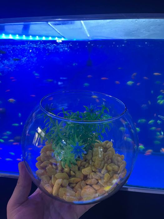 Akvariumdagi kokraklar haqida video