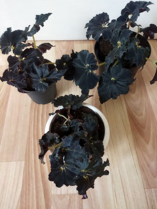 Комнатные цветы в ассортименте