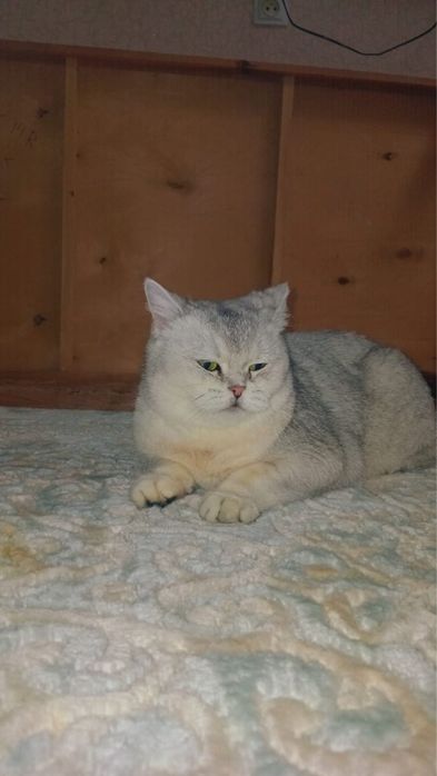 Шотландский кошка