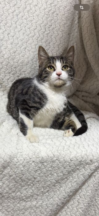 Котенок, мальчик