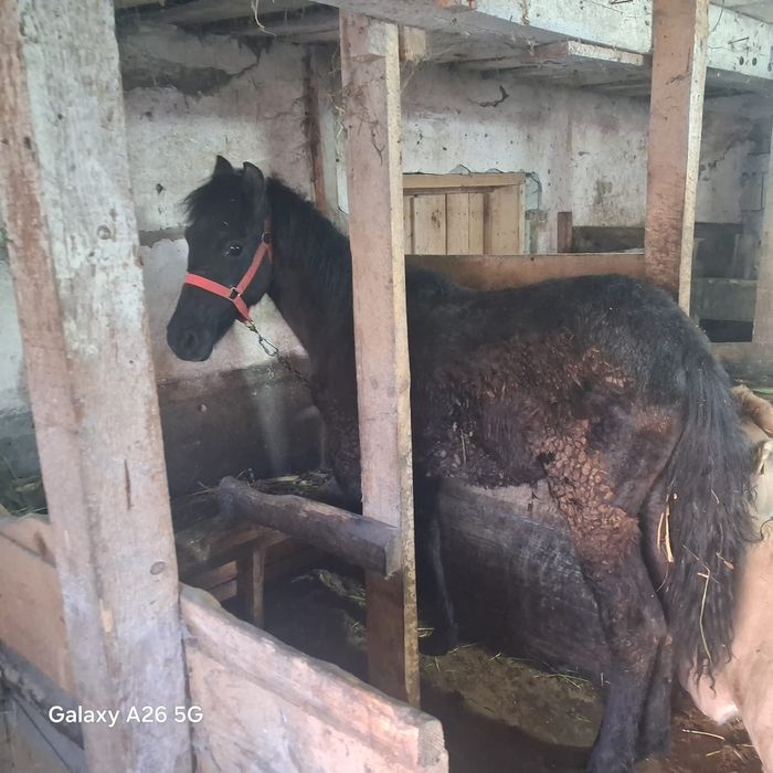 Vând Mânz din exemplarele din foto