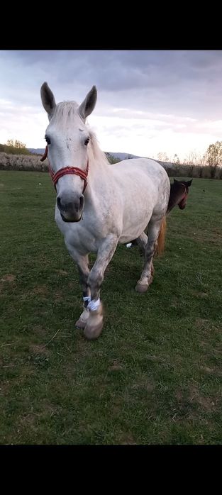 Iapa si manz De vânzare sau la schimb: 0746390052