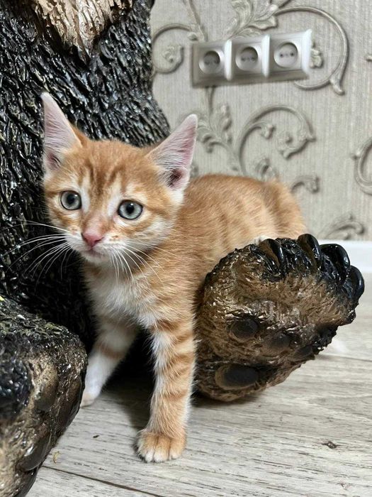Отдам котят в добрые руки
