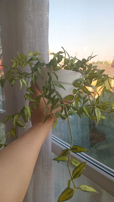 Продам цветы разные, кашпо большие