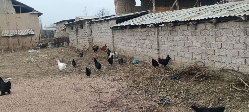 Астролоп хуроз товук жужалари сотилади