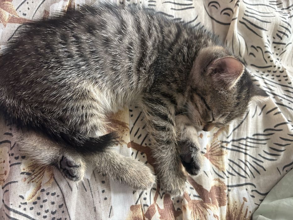 Отдам котят в добрые руки(кошка кот)