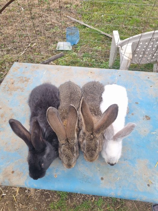 Urias german urias de transilvania