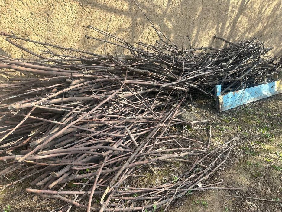 Oʻtin sotiladi darax shox golalayam bor