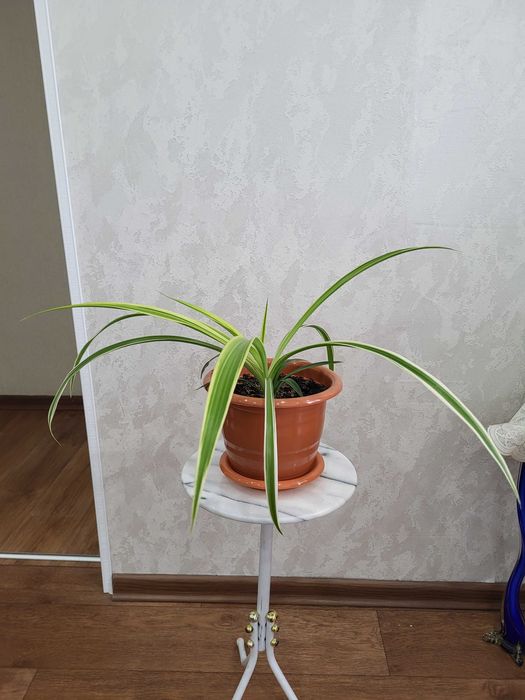 Хлорофитум вариагатный, комнотное растение.