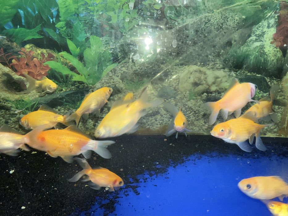 Продам рыб комет