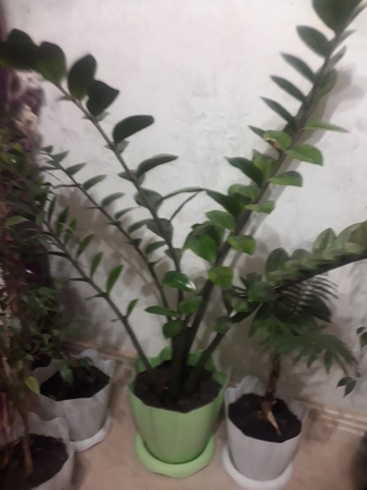 Комнатные цветы большие