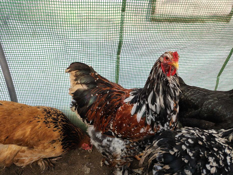 Vând gaina Brahma Columbia