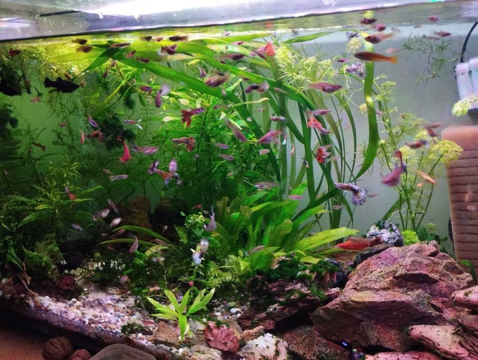 Vând pești acvariu, ancistrusi, creveți