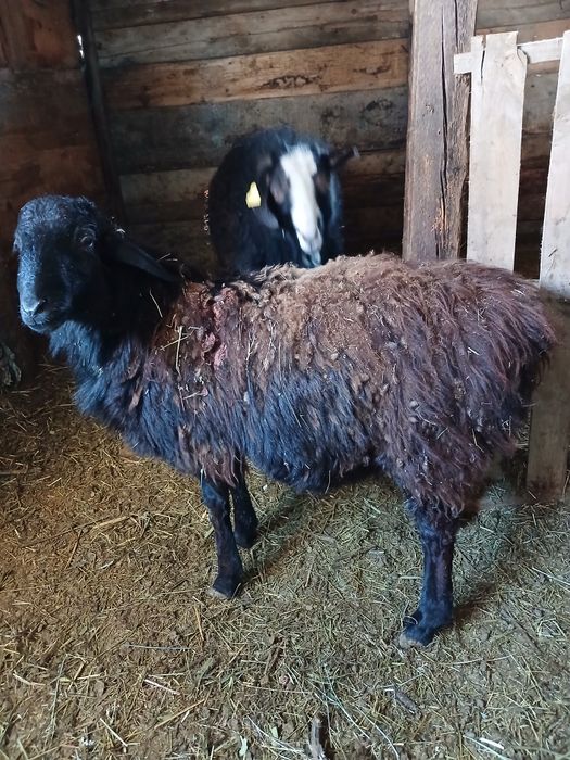 Продам баран породистый