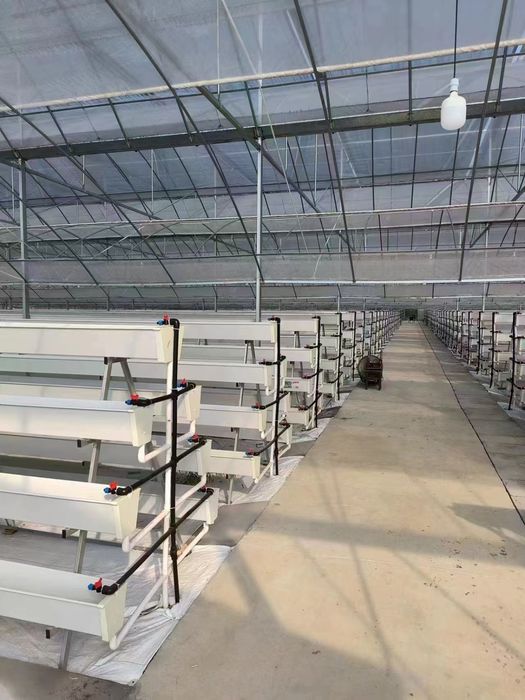 Нов Автоматизиран Оранжериен Комплекс 3 x (8x40 м) – 960 кв.м | Cooling Pads | Автоматично Управление