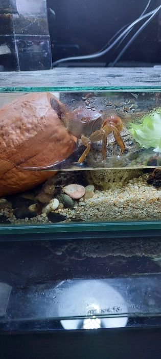 Крабовник терариум