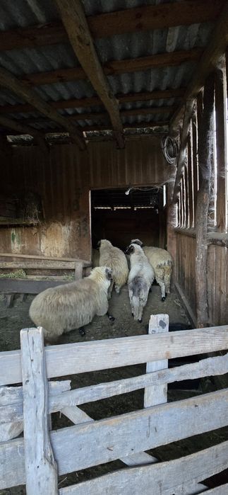 Oi  de  vânzare  pe bucată
