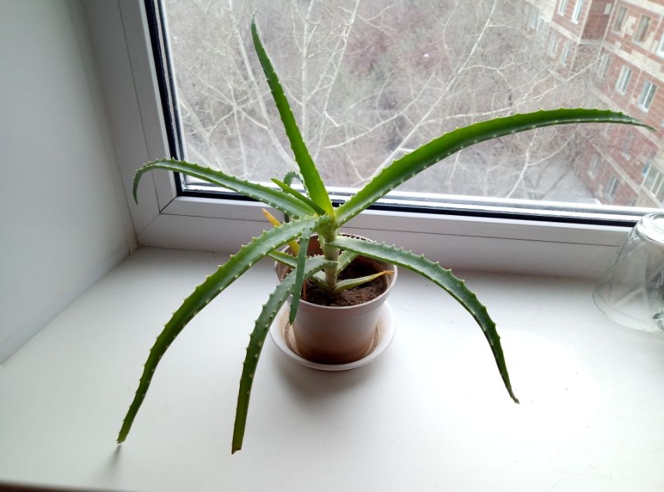 Комнатные растения, цветы