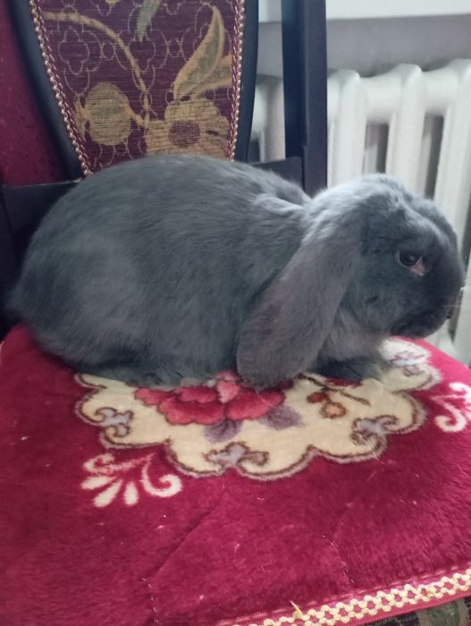 Продам Французский баран.