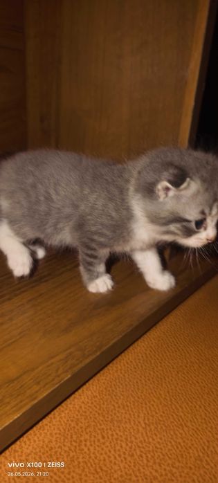 Продам котят скоттиш фолд