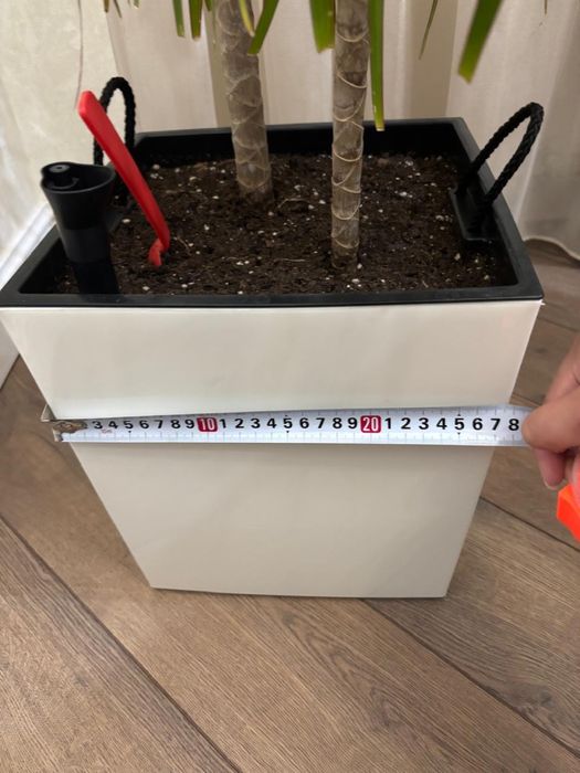 Продам  драцену окаймлённая