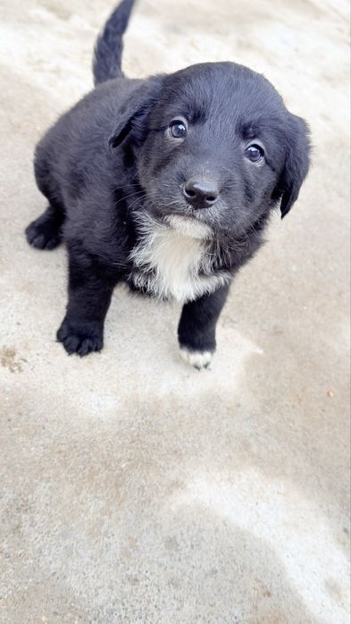 Отдам щенков в добрые руки