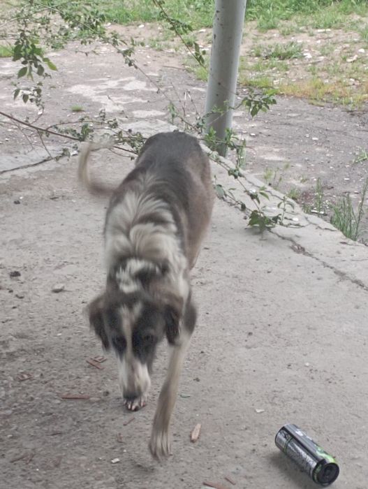 Собака Тазы гончая