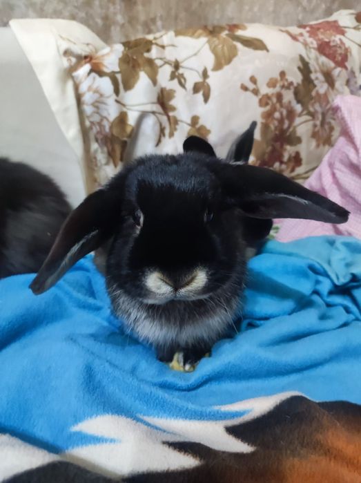 Продам карликовых кроликов