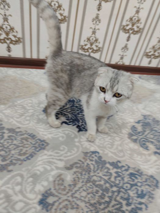 Scottish Fold Silver erkak mushuk sotiladi