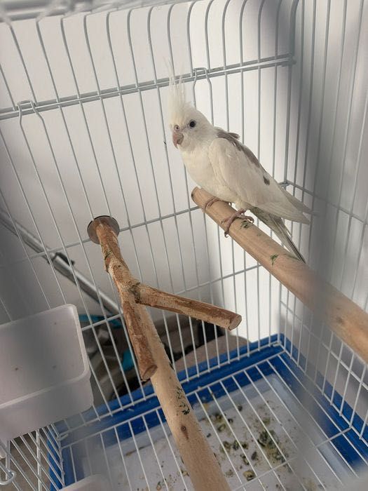 papagal cockatiel
