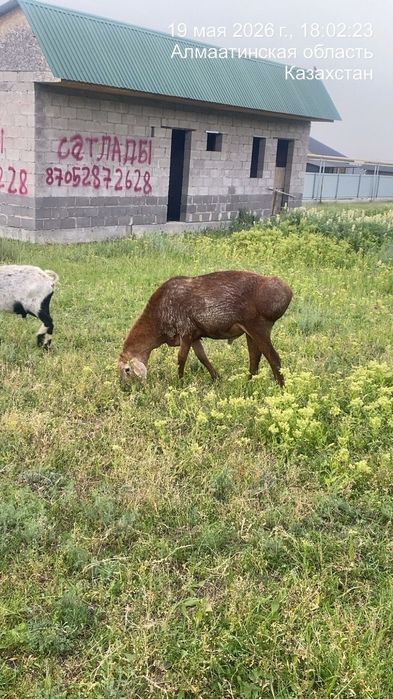 Продам барана! Домашний на откорме