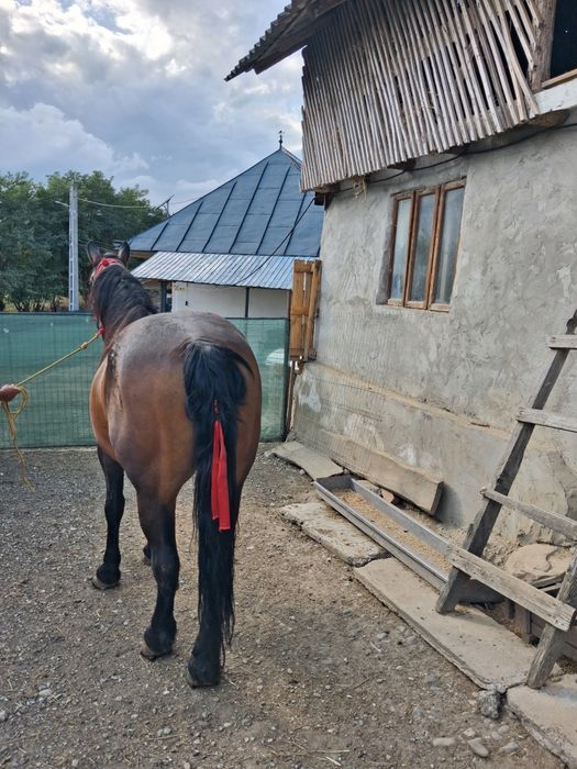 Vand 2 cai tineri unul in varsta de 7 ani,iar celalalt 2 ani. Cel de 7 ani este castrat