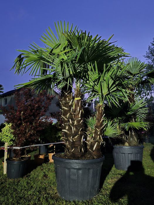 Palmier trachycarpus rezistent la ger