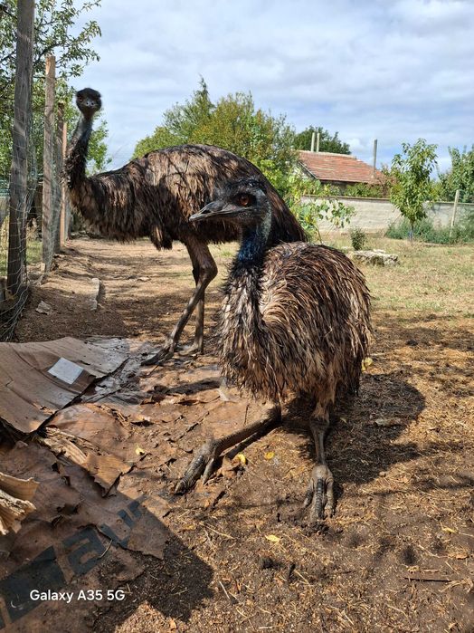 Оплодени яйца от Ему