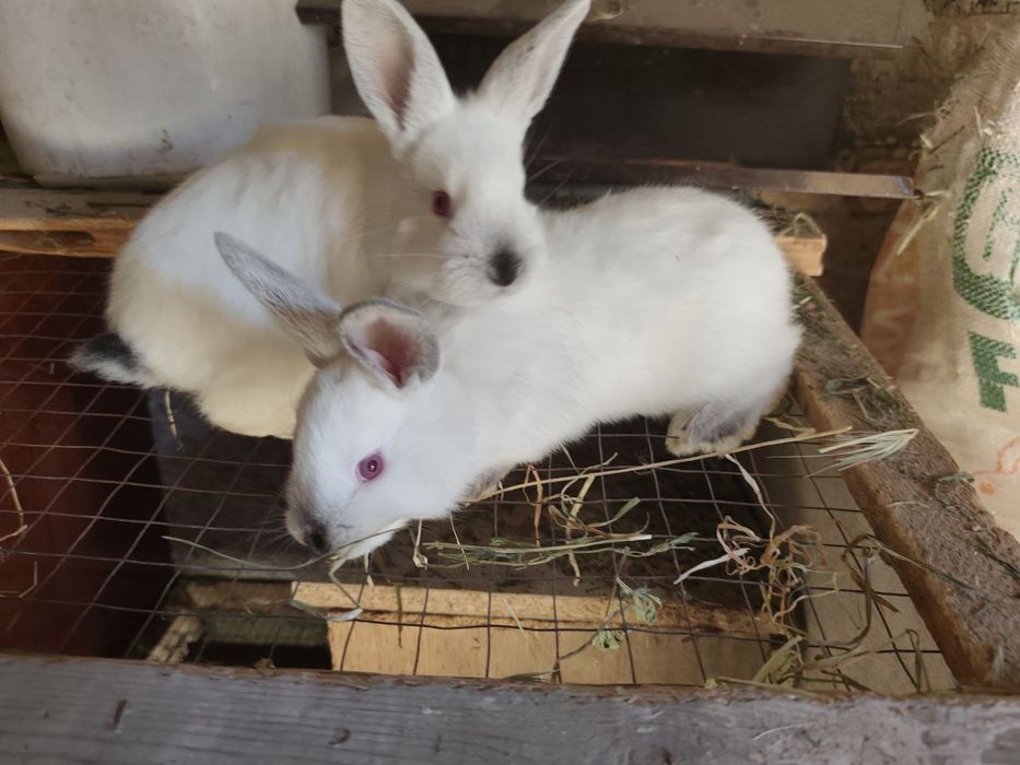 Кролики 1 мес 1 КГ +