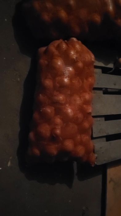 Лук отборный сухой, отличный.