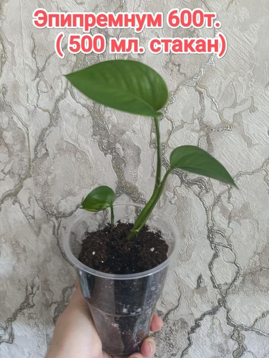 Комнатные растения кжби